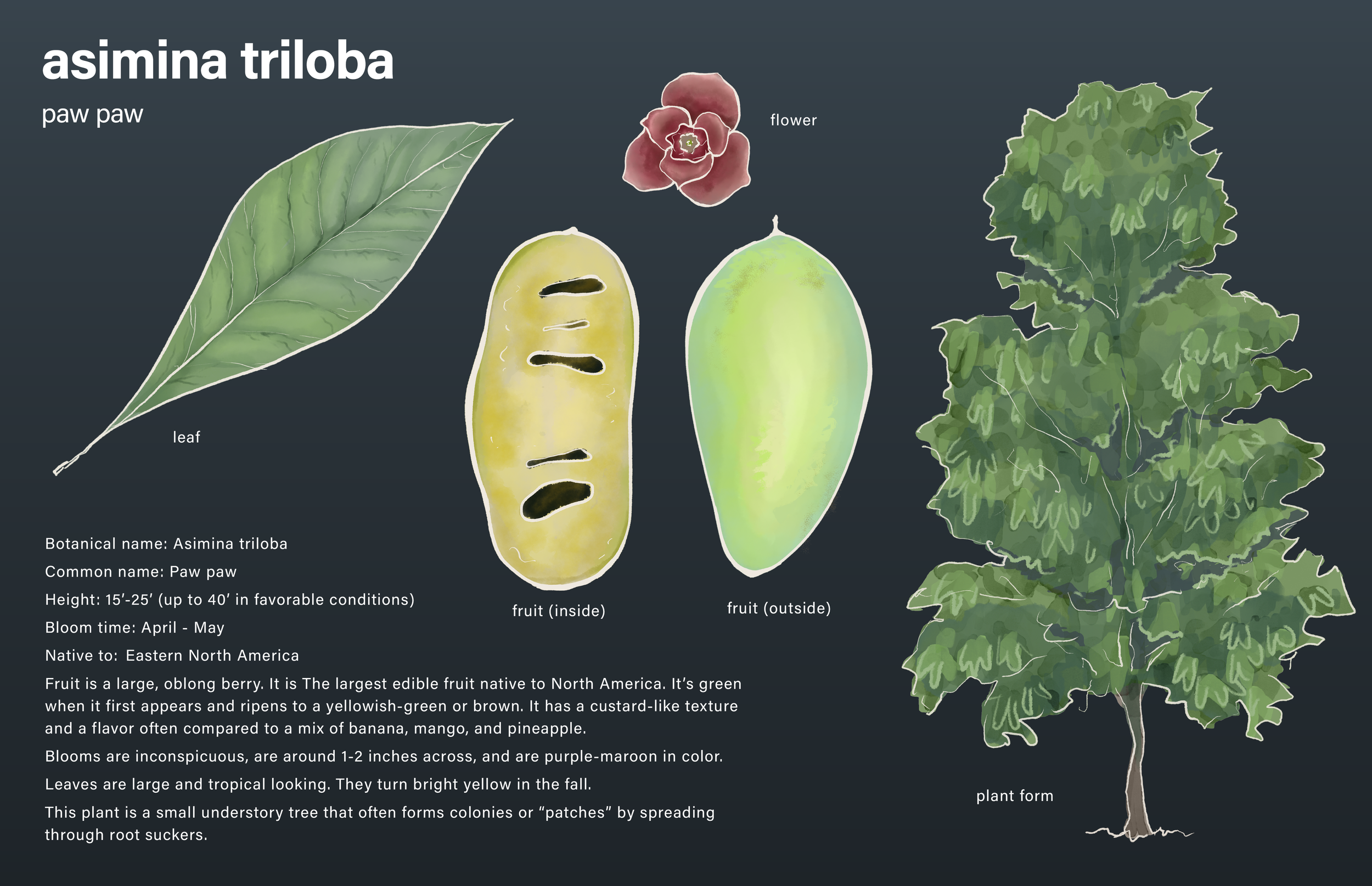 The Pawpaw: Temperate Tropic of North America — bayview landscape